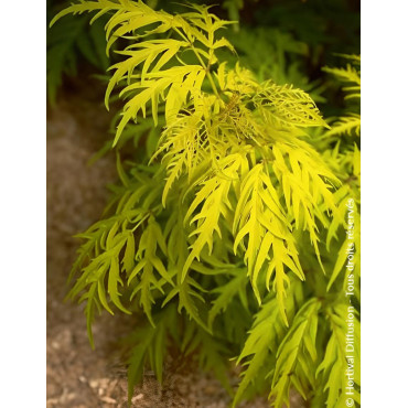 SAMBUCUS racemosa LEMONY LACE® - Sureau à grappes