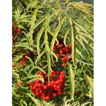 SAMBUCUS racemosa WELSH GOLD® - Sureau à grappes