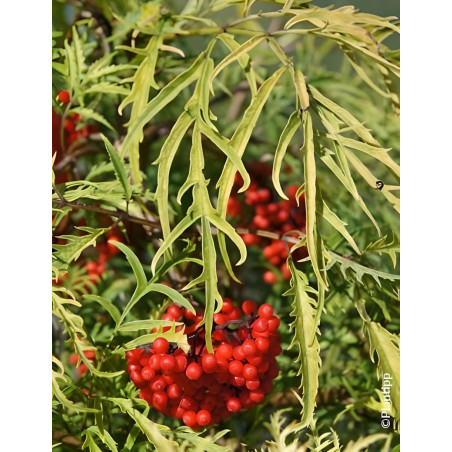 SAMBUCUS racemosa WELSH GOLD® - Sureau à grappes