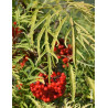 SAMBUCUS racemosa WELSH GOLD® - Sureau à grappes
