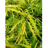 SAMBUCUS racemosa WELSH GOLD® - Sureau à grappes