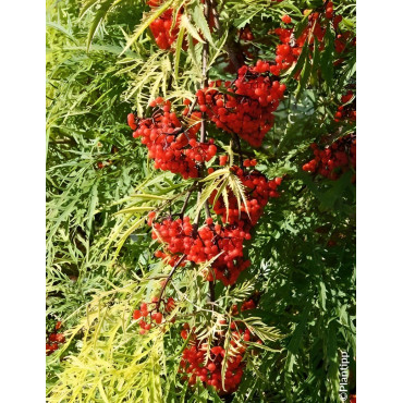 SAMBUCUS racemosa WELSH GOLD® - Sureau à grappes