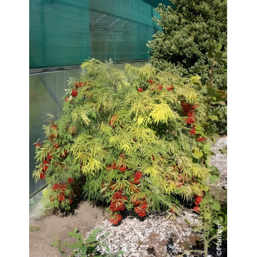 SAMBUCUS racemosa WELSH GOLD® - Sureau à grappes
