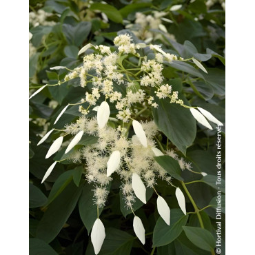 SCHIZOPHRAGMA hydrangeoides WINDMILLS - Schizophragma hydrangeoides