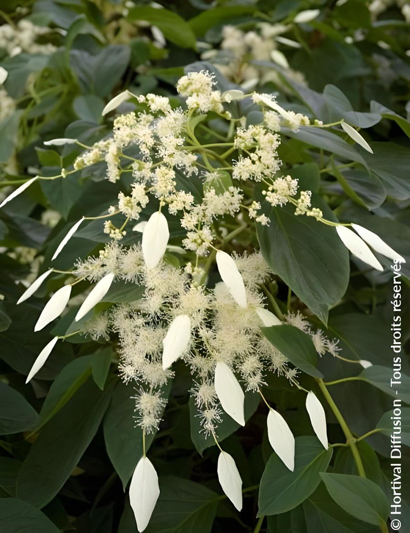 SCHIZOPHRAGMA hydrangeoides WINDMILLS - Schizophragma hydrangeoides