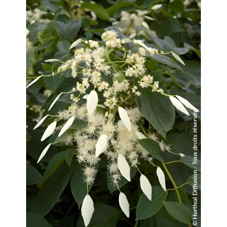 SCHIZOPHRAGMA hydrangeoides WINDMILLS - Schizophragma hydrangeoides