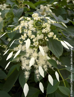 SCHIZOPHRAGMA hydrangeoides WINDMILLS - Schizophragma hydrangeoides