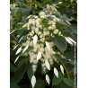 SCHIZOPHRAGMA hydrangeoides WINDMILLS - Schizophragma hydrangeoides
