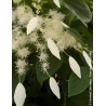 SCHIZOPHRAGMA hydrangeoides WINDMILLS - Schizophragma hydrangeoides