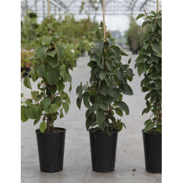 SCHIZOPHRAGMA hydrangeoides WINDMILLS - Schizophragma hydrangeoides En pot de 3-4 litres hauteur 060-080 cm