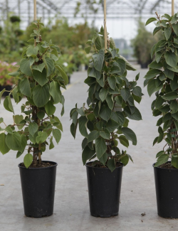 SCHIZOPHRAGMA hydrangeoides WINDMILLS - Schizophragma hydrangeoides En pot de 3-4 litres hauteur 060-080 cm