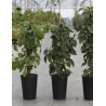 SCHIZOPHRAGMA hydrangeoides WINDMILLS - Schizophragma hydrangeoides En pot de 3-4 litres hauteur 060-080 cm