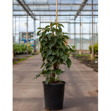 SCHIZOPHRAGMA hydrangeoides WINDMILLS - Schizophragma hydrangeoides En pot de 7-10 litres hauteur 080-100 cm