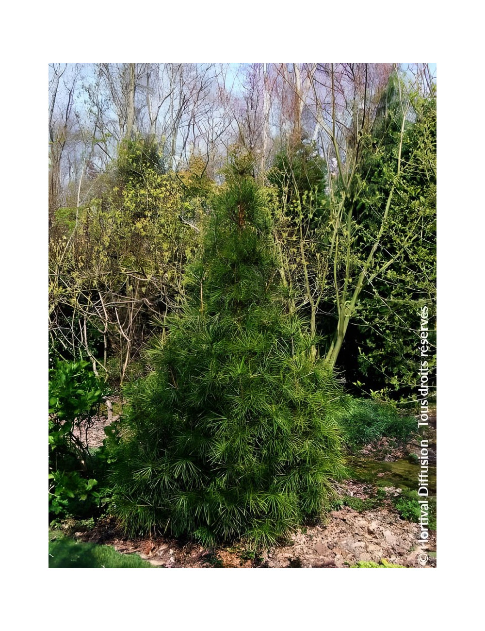 SCIADOPITYS verticillata - Pin parasol du Japon