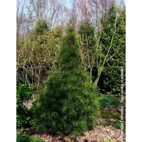 SCIADOPITYS verticillata - Pin parasol du Japon