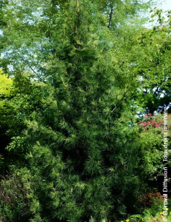 SCIADOPITYS verticillata - Pin parasol du Japon