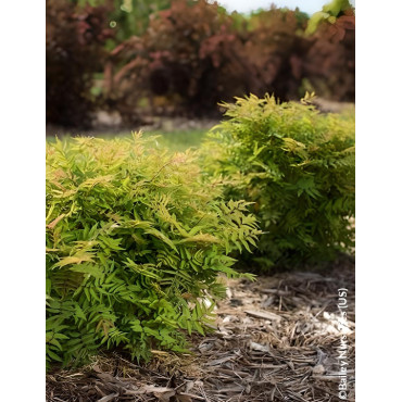 SORBARIA sorbifolia MATCHA BALL® - Sorbaire à feuilles de sorbier