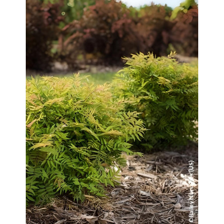 SORBARIA sorbifolia MATCHA BALL® - Sorbaire à feuilles de sorbier