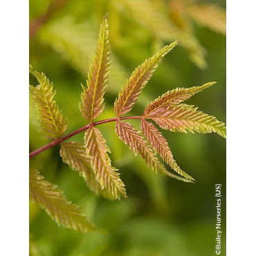 SORBARIA sorbifolia MATCHA BALL® - Sorbaire à feuilles de sorbier