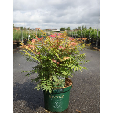 SORBARIA sorbifolia PINK HOPI - Sorbaire à feuilles de sorbier En pot de 10-12 litres buisson hauteur 040-060 cm