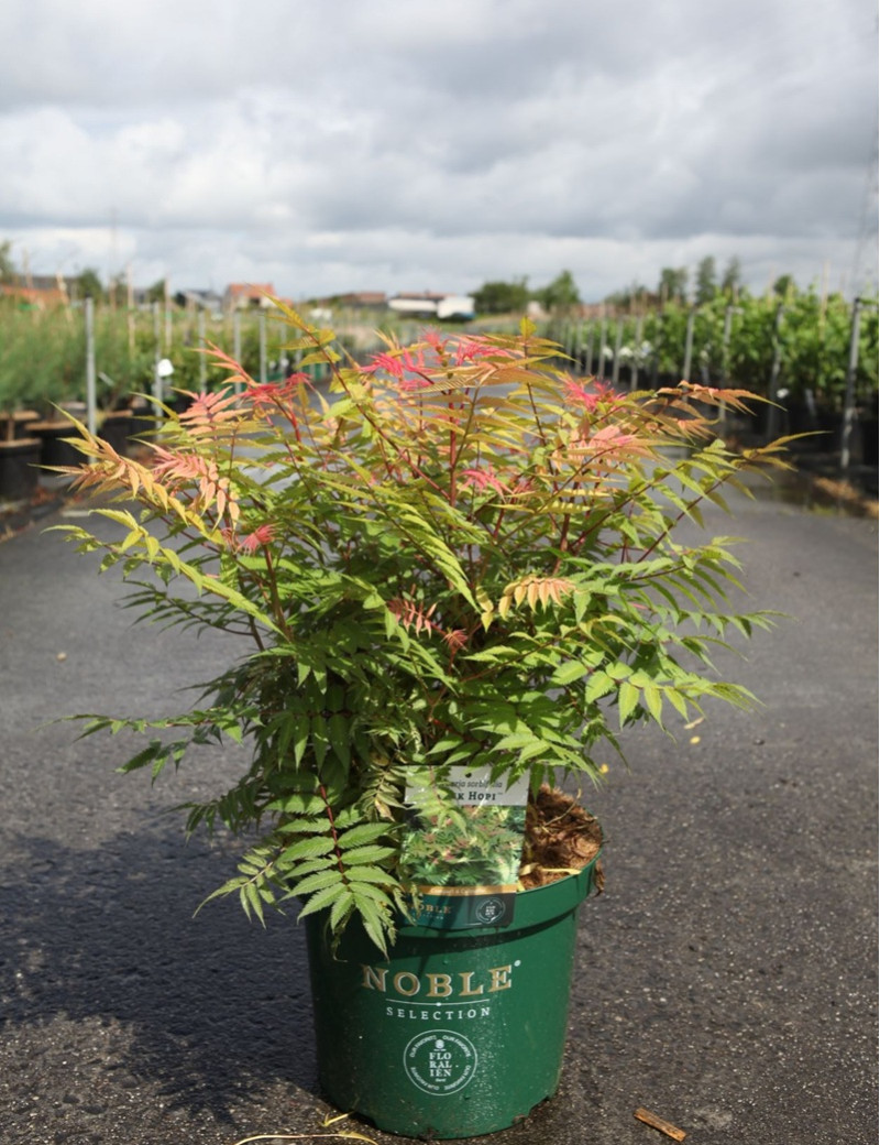 SORBARIA sorbifolia PINK HOPI - Sorbaire à feuilles de sorbier En pot de 10-12 litres buisson hauteur 040-060 cm