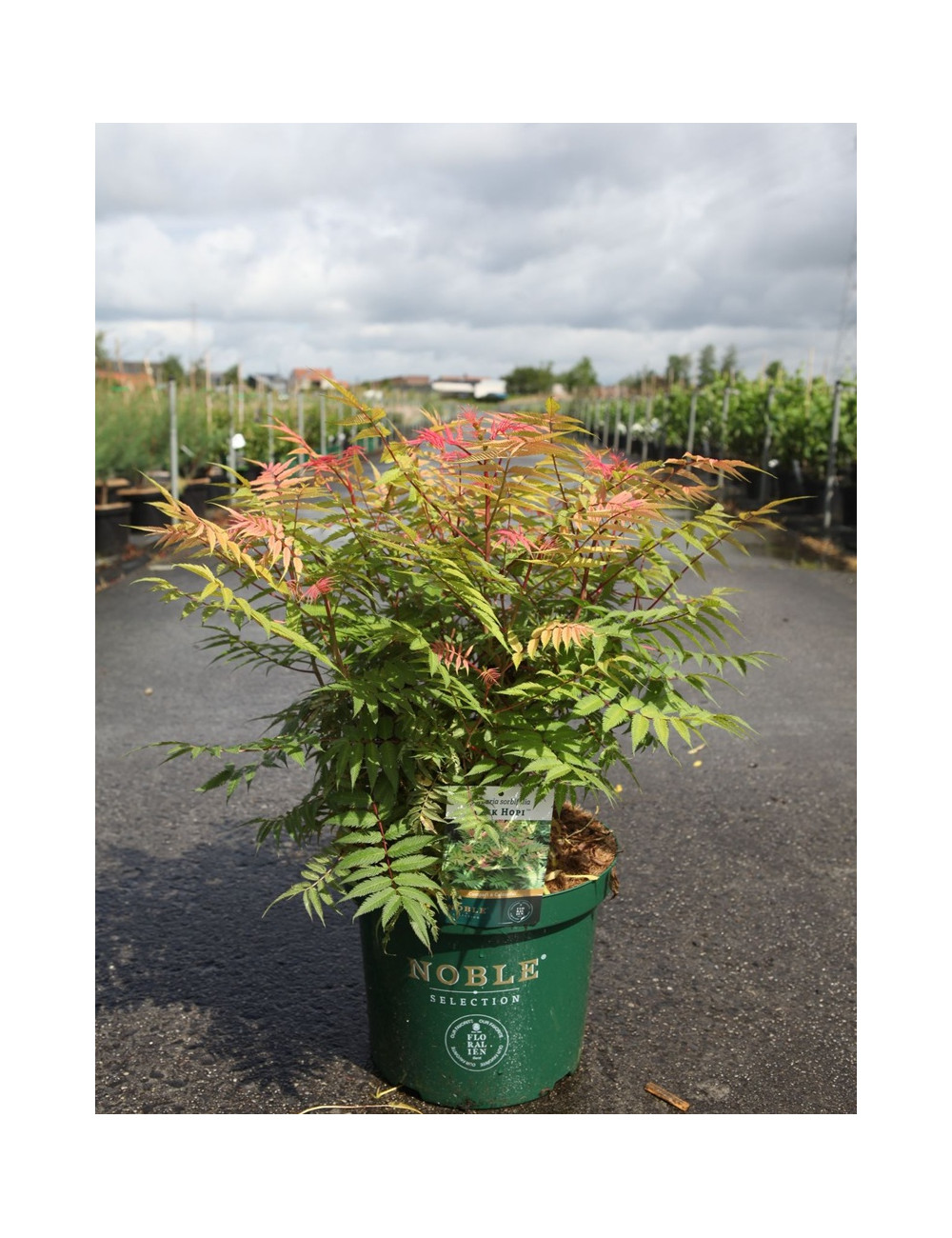 SORBARIA sorbifolia PINK HOPI - Sorbaire à feuilles de sorbier En pot de 10-12 litres buisson hauteur 040-060 cm