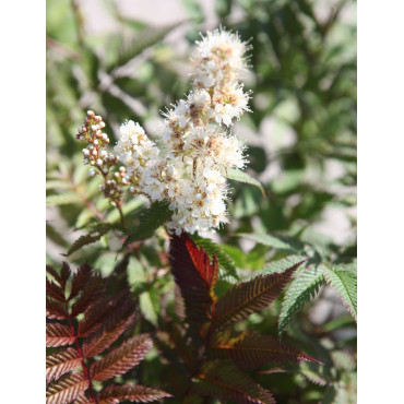 SORBARIA sorbifolia PINK HOPI - Sorbaire à feuilles de sorbier