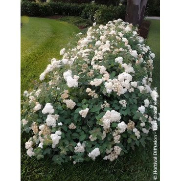 SPIRAEA media DOUBLE PLAY BLUE KAZOO® - Spirée