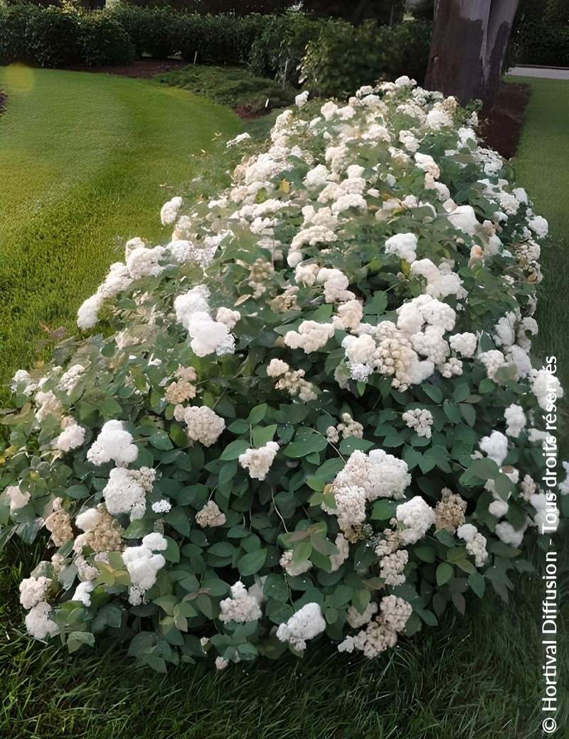 SPIRAEA media DOUBLE PLAY BLUE KAZOO® - Spirée