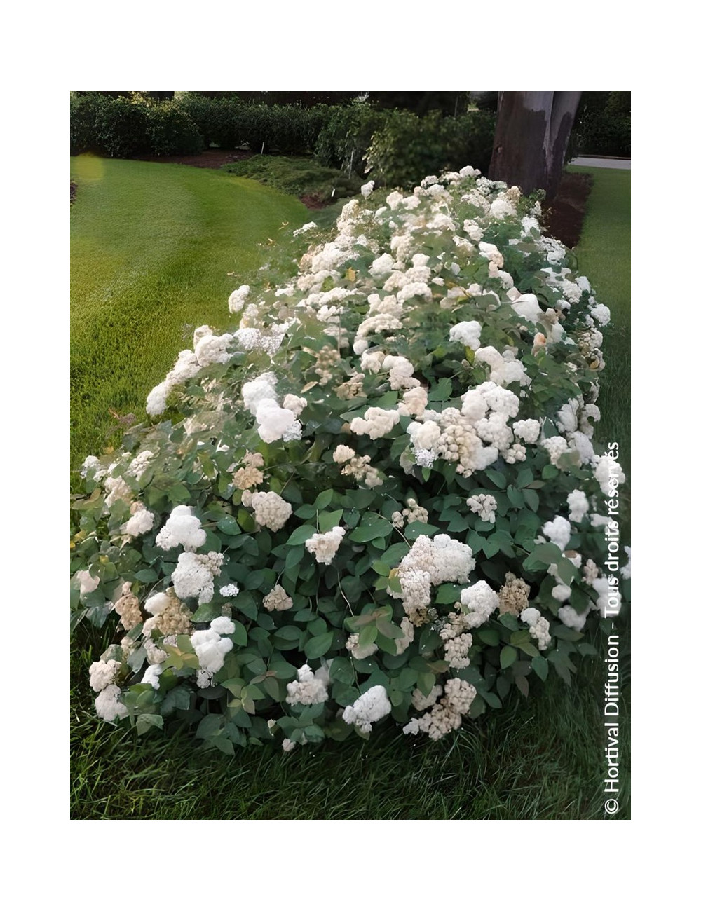 SPIRAEA media DOUBLE PLAY BLUE KAZOO® - Spirée