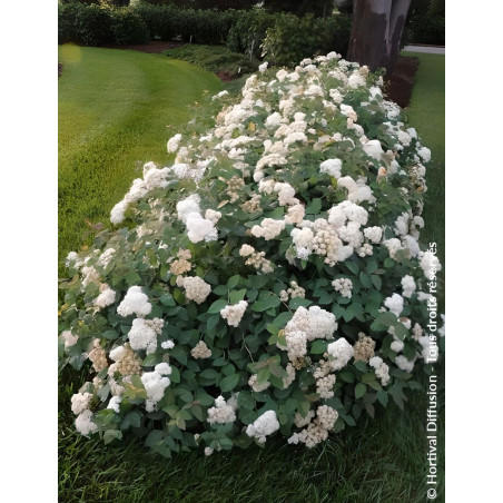 SPIRAEA media DOUBLE PLAY BLUE KAZOO® - Spirée