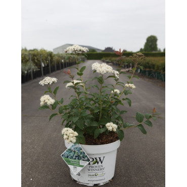 SPIRAEA media DOUBLE PLAY BLUE KAZOO® - Spirée En pot de 10-12 litres buisson hauteur 040-050 cm