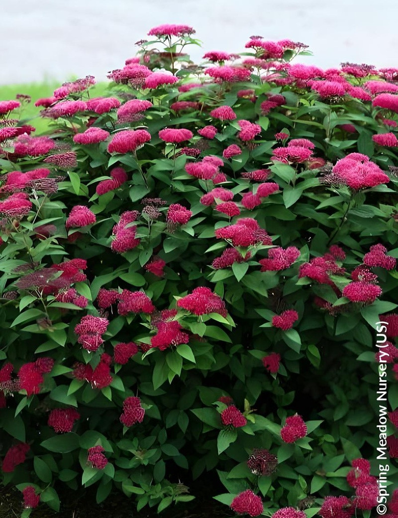 SPIRAEA japonica DOUBLE PLAY RED - Spirée