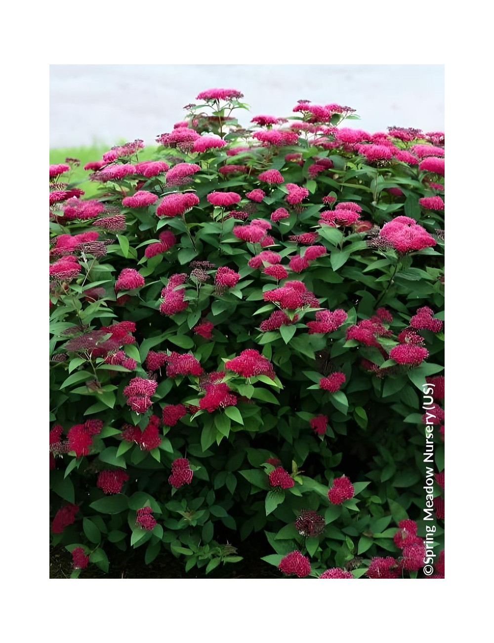 SPIRAEA japonica DOUBLE PLAY RED - Spirée