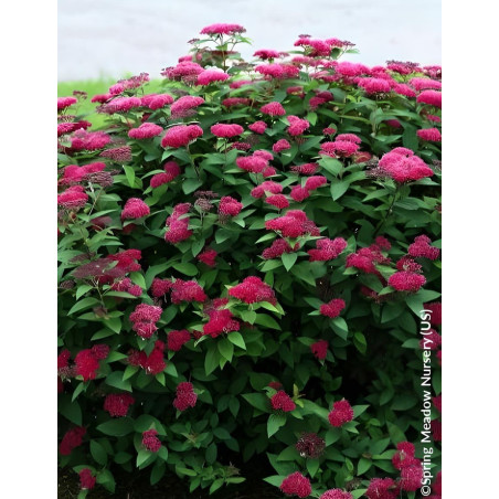 SPIRAEA japonica DOUBLE PLAY RED - Spirée