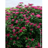 SPIRAEA japonica DOUBLE PLAY RED - Spirée