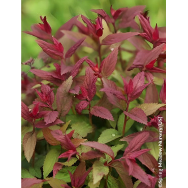 SPIRAEA japonica DOUBLE PLAY RED - Spirée