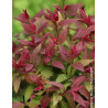 SPIRAEA japonica DOUBLE PLAY RED - Spirée