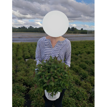 SPIRAEA japonica DOUBLE PLAY RED - Spirée En pot de 4-5 litres buisson