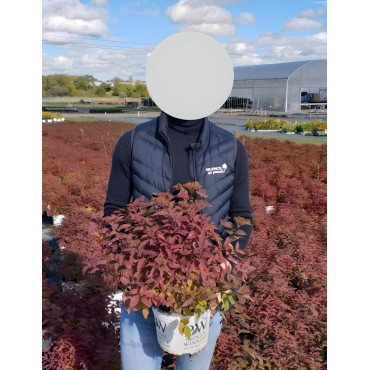 SPIRAEA japonica DOUBLE PLAY RED - Spirée En pot de 4-5 litres buisson