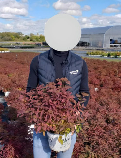 SPIRAEA japonica DOUBLE PLAY RED - Spirée En pot de 4-5 litres buisson