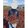 SPIRAEA japonica DOUBLE PLAY RED - Spirée En pot de 4-5 litres buisson