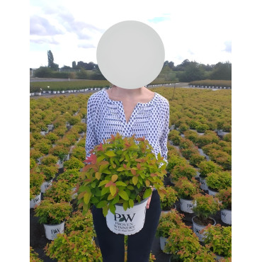 SPIRAEA japonica DOUBLE PLAY BIG BANG - Spirée En pot de 4-5 litres buisson