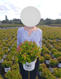 SPIRAEA japonica DOUBLE PLAY BIG BANG - Spirée En pot de 4-5 litres buisson