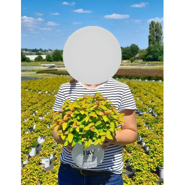 SPIRAEA japonica DOUBLE PLAY BIG BANG - Spirée En pot de 4-5 litres buisson