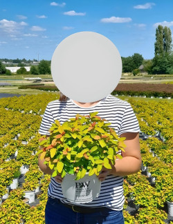 SPIRAEA japonica DOUBLE PLAY BIG BANG - Spirée En pot de 4-5 litres buisson