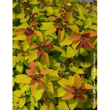 SPIRAEA japonica DOUBLE PLAY BIG BANG - Spirée