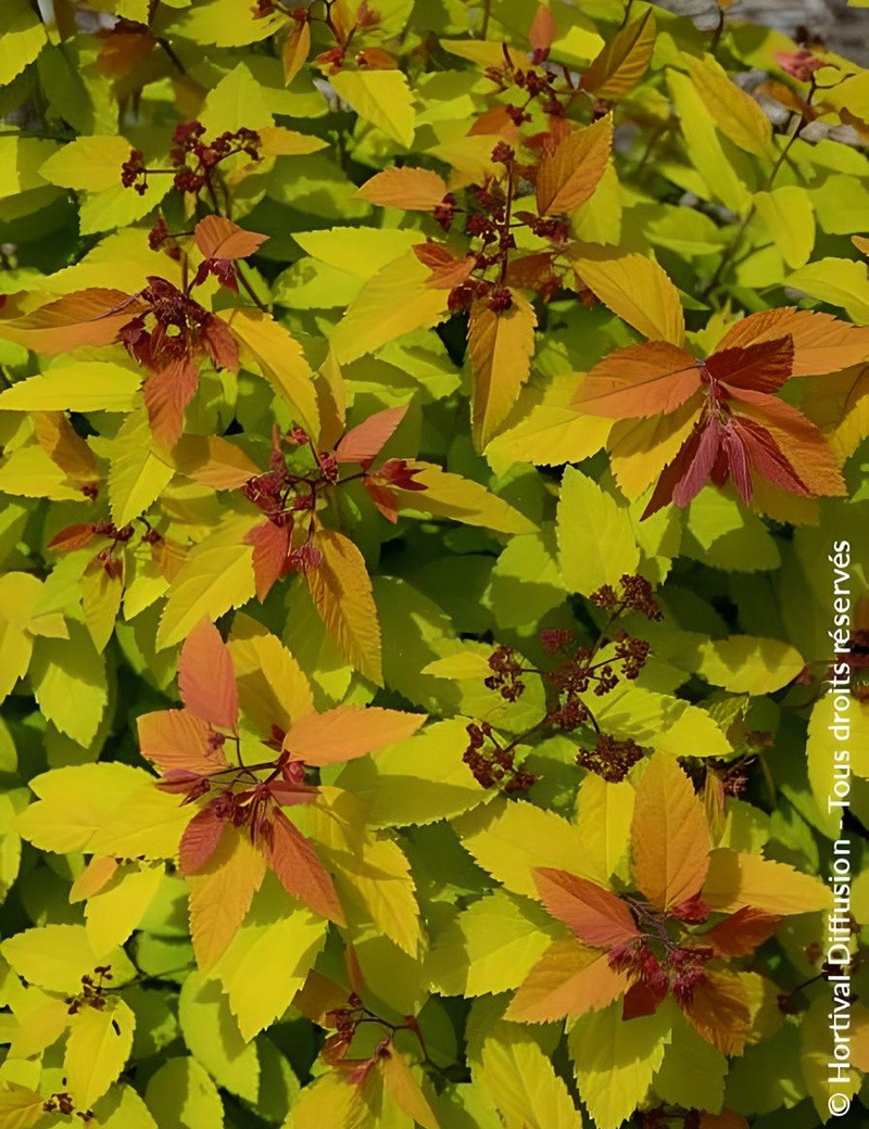 SPIRAEA japonica DOUBLE PLAY BIG BANG - Spirée