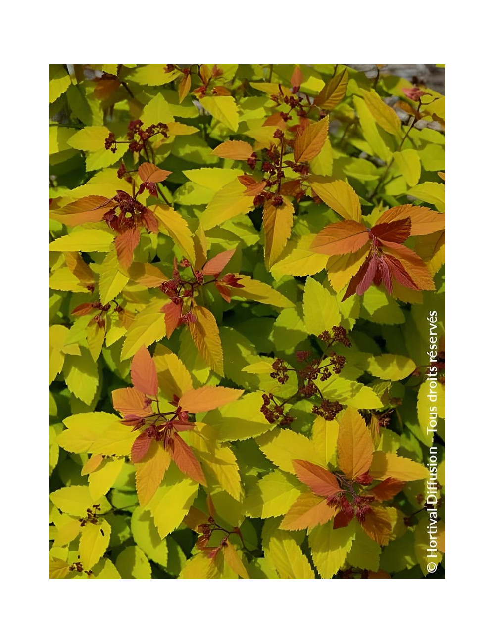 SPIRAEA japonica DOUBLE PLAY BIG BANG - Spirée