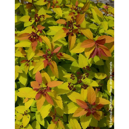 SPIRAEA japonica DOUBLE PLAY BIG BANG - Spirée